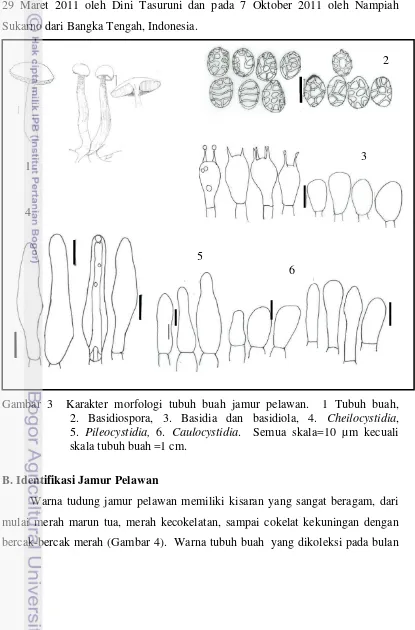 Gambar 3  Karakter morfologi tubuh buah jamur pelawan.  1 Tubuh buah,           