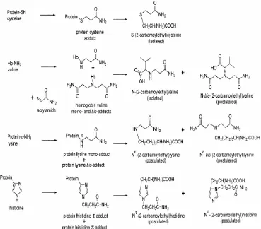 Gambar 3  Reaksi alkilasi akrilamid terhadap protein (Friedman  2003) 