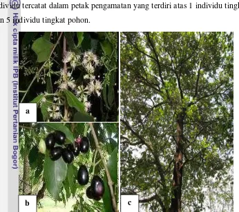 Gambar 9  Bunga (a), buah (b), dan perawakan pohon Syzygium cumini (c) 
