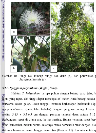 Gambar 10 Bunga (a), kuncup bunga dan daun (b), dan perawakan pohon         