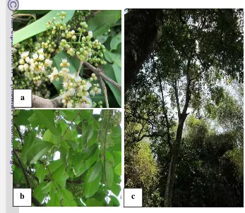 Gambar 11  Bunga (a), daun (b), dan perawakan pohon Syzygium polyanthum (c) 