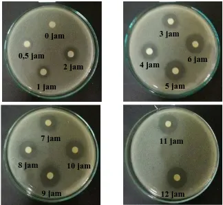 Gambar 4.19 Hasil pengujian daerah hambat dari alikot hasil disolusi terhadap Staphylococcus aureus 