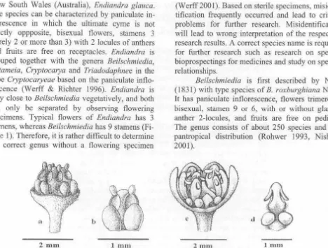 Figure l. glands with Flowers of Endiandra and Bei/schmiedia, a. flower with 3 stamens, b