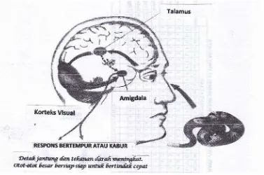 Gambar 1. Letak Amigdala dalam Sistem Limbik (Goleman, 2002: 25