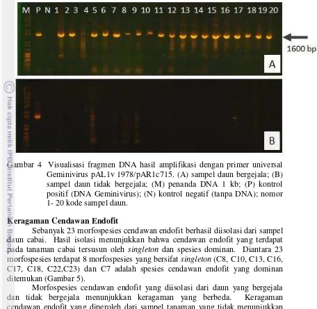 Gambar 4  Visualisasi fragmen DNA hasil amplifikasi dengan primer universal   