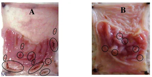 Gambar 4.1 Mukosa  lambung   menunjukkan  terjadinya  luka. A: Tikus  1  pada   kelompok kontrol