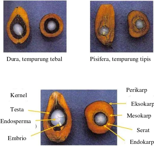 Gambar 1  Varietas Dura dan Pisifera dan struktur melintang buah sawit  (Morad et al. 2006)