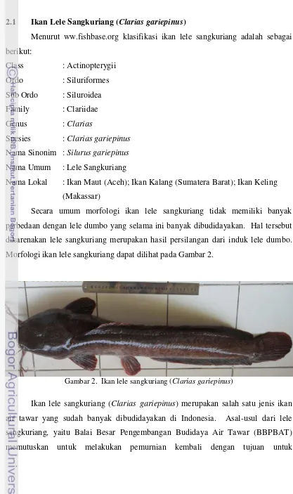 Gambar 2.  Ikan lele sangkuriang (Clarias gariepinus) 