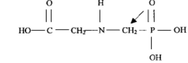 Gambar 2 Struktur kimia N-(phosponomethyl) glycine  