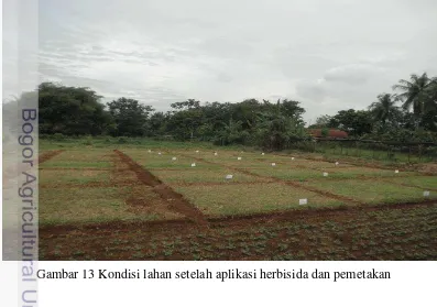 Gambar 13 Kondisi lahan setelah aplikasi herbisida dan pemetakan 