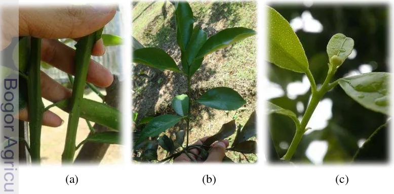 Gambar 3  (a) tunas vegetatif juvenil, (b) tunas vegetatif dewasa, dan (c) tunas 