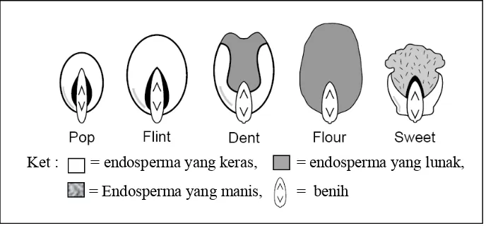 Gambar 1. Jenis-jenis jagung berdasarkan kandungan endosperma (Dickerson, 2003) 
