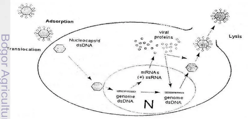 Gambar 4 Strategi dasar replikasi virus dengan genom ds DNA (Walker, 2000)