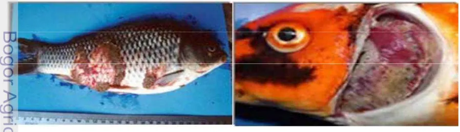 Gambar 5Gejala klinis ikan yang terserang KHV, tampak pendarahan dan