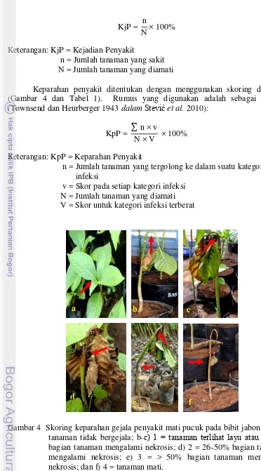 Gambar 4  Skoring keparahan gejala penyakit mati pucuk pada bibit jabon: a) 0 = tanaman tidak bergejala; b-c) 1 = tanaman terlihat layu atau ≤ 25% bagian tanaman mengalami nekrosis; d) 2 = 26-50% bagian tanaman mengalami nekrosis; e) 3 = > 50% bagian tanam