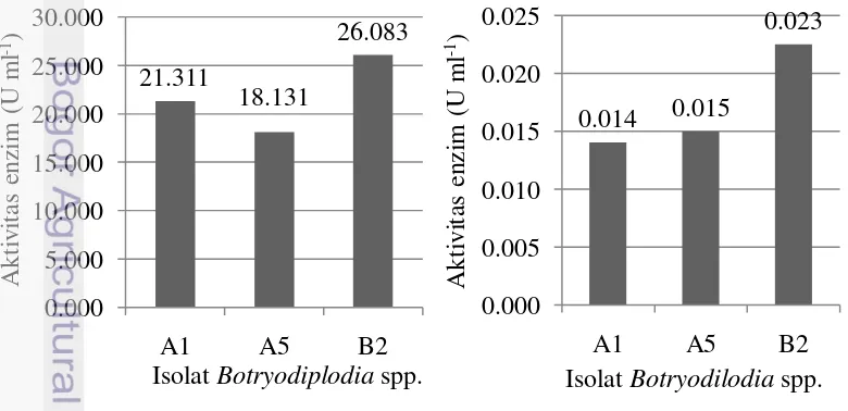 Gambar 12  Aktivitas pektinase (A) dan selulase (B) 3 isolat  Botryodiplodia 