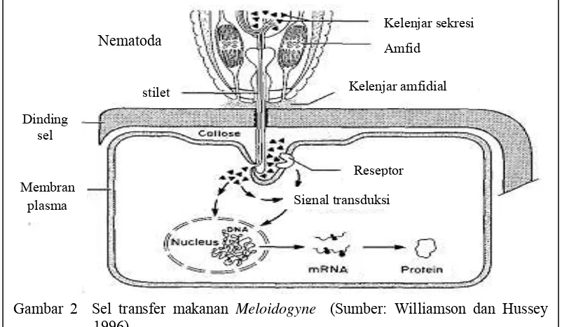 Gambar 2  Sel transfer makanan  Meloidogyne  (Sumber: Williamson dan Hussey  