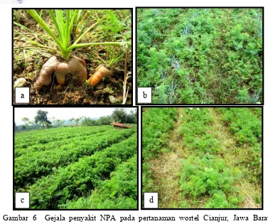 Gambar 6  Gejala penyakit NPA pada pertanaman wortel Cianjur, Jawa Barat:      a) umbi bercabang; b) ketinggian 1600 m dpl; c) ketinggian 1500 m dpl; d) ketinggian 1300 m dpl 