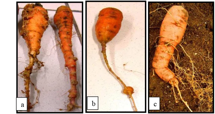 Gambar 8  Letak puru pada perakaran wortel: a) puru menempel pada umbi wortel; b) Identifikasi spesies Meloidogyne Berdasarkan Morfologi puru bulat berukuran besar; c) hairy root  