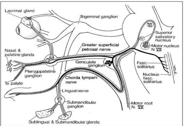 Gambar 8.  Diagram skematik dari saraf fasialis, yang memperlihatkan distribusi motorik, rasa pengecapan dan 