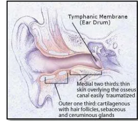 Gambar 1. Anatomi liang telinga2 