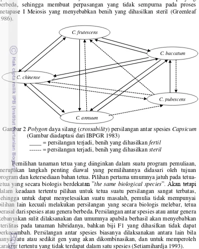 Gambar 2 Polygon daya silang (crossability) persilangan antar spesies Capsicum 