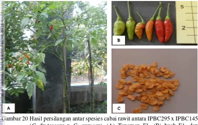 Gambar 20 Hasil persilangan antar spesies cabai rawit antara IPBC295 x IPBC145  