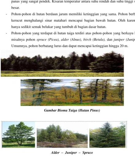 Gambar Bioma Taiga (Hutan Pinus) 