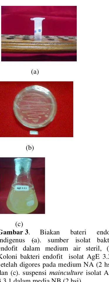 Gambar 3.  endofit dalam medium air steril, (b). Koloni bakteri endofit  isolat AgE 3.3.1 setelah digores pada medium NA (2 hsi), dan (c)