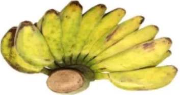 Gambar 2.1 Buah pisang kepok berwarna kuning  