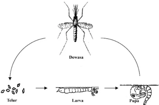 Gambar 2 Siklus hidup nyamuk Anopheles (Sumber :WHO 1997) 