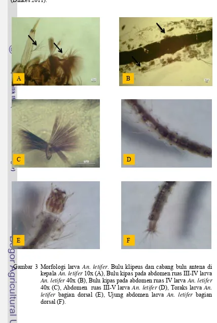 Gambar 3 Morfologi larva An. letifer. Bulu klipeus dan cabang bulu antena di 