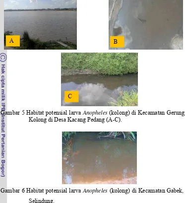 Gambar 5 Habitat potensial larva Anopheles (kolong) di Kecamatan Gerunggang. 