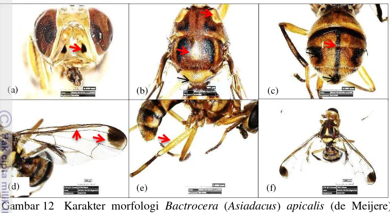Gambar 12 Karakter morfologi Bactrocera (Asiadacus) apicalis (de Meijere) 