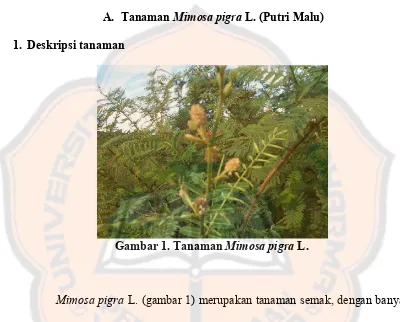 Gambar 1. Tanaman Mimosa pigra L. 