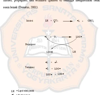 Gambar 6.  Mekanisme Pembentukan Radikal Lipid oleh Radikal CCl 3 (Donatus, 2001) 