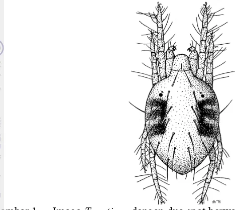 Gambar 1Imago T. urticae dengan dua spot berwarna gelap pada bagian dorsal 
