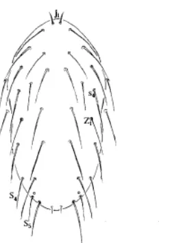 Gambar 4Bagian dorsal N. longispinosus dengan 17 pasang seta, sebagian seta dorsal berukuran panjang kecuali seta j1 dan s5 (Zhang 2003)