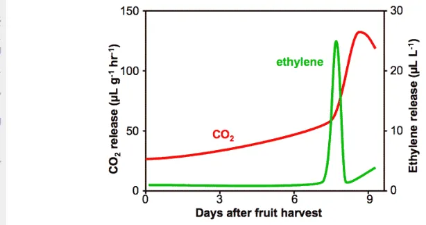 Gambar 2 Pemasakan buah klimaterik, terjadi lonjakan respirasi yang berkorelasi 