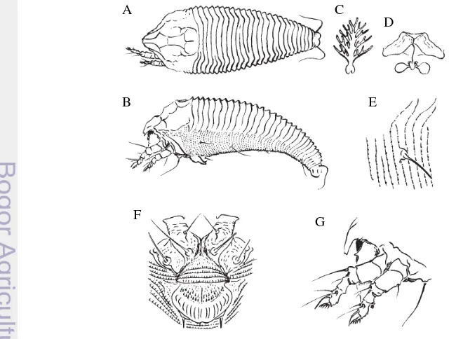 Gambar 4 Imago Phyllocoptruta oleivora: (A) bagian dorsal; (B) bagian lateral; 