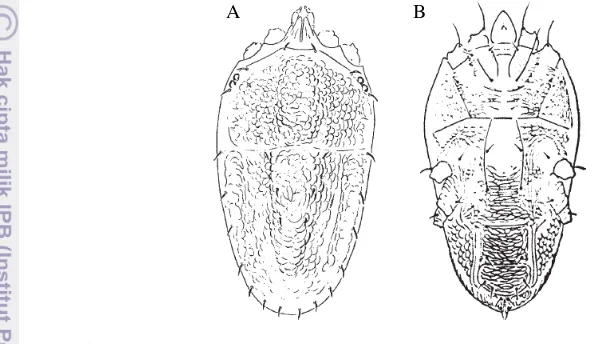 Gambar 6  Imago Brevipalpus californicus: (A) bagian dorsal; (B) bagian ventral 