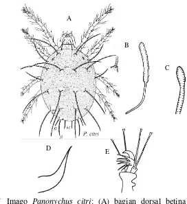 Gambar 7  Imago  Panonychus citri: (A) bagian dorsal betina (Zhang 2002); 