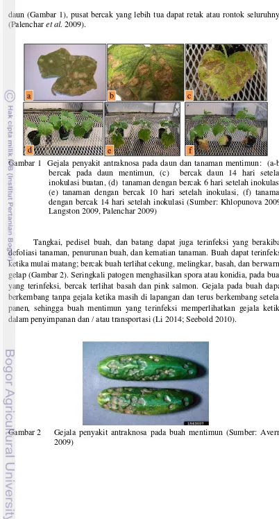 Gambar 1  Gejala penyakit antraknosa pada daun dan tanaman mentimun:  (a-b)  