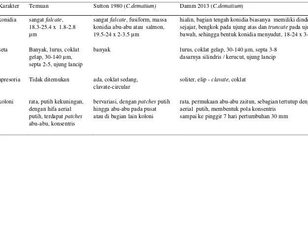 Tabel 2  Identifikasi Colletotrichum sp. dengan bentuk konidia falcate 