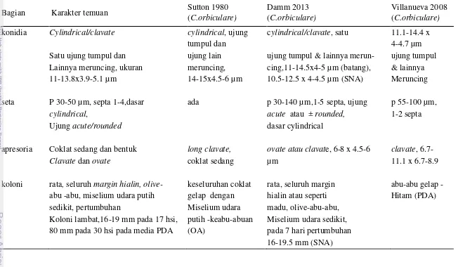 Tabel 3  Identifikasi Morfologi Colletotrichum sp. dengan konidia clavate 