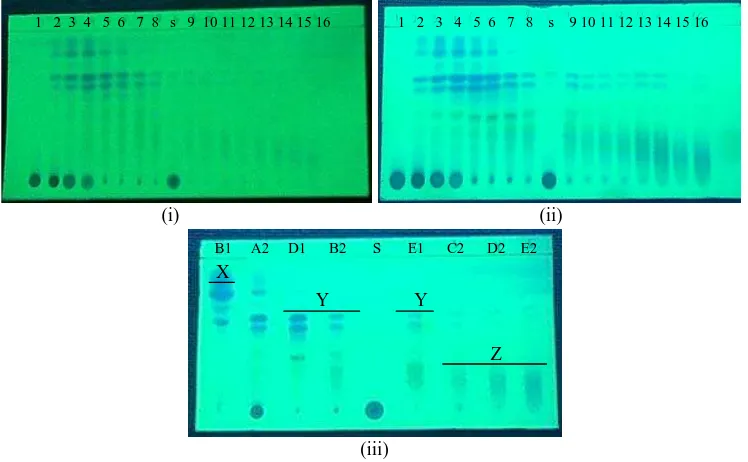 Gambar 1. Profil kromatografi hasil 2x fraksinasi ekstrak etanol kulit batang sirsak dengan metode KCV menggunakan fase diam Silika GF254 dan fase gerak etil asetat : n-heksana 2:8