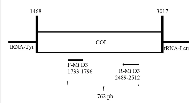 Gambar 3  Posisi primer forward dan reverse untuk amplifikasi gen COI  