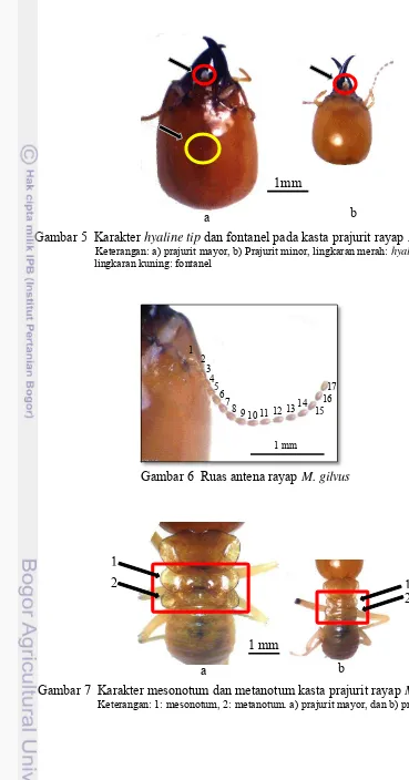 Gambar 7  Karakter mesonotum dan metanotum kasta prajurit rayap M. gilvus       Keterangan: 1: mesonotum, 2: metanotum