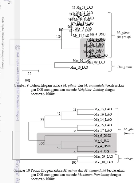 Gambar 9  Pohon filogeni antara M. gilvus dan M. annandalei berdasarkan  