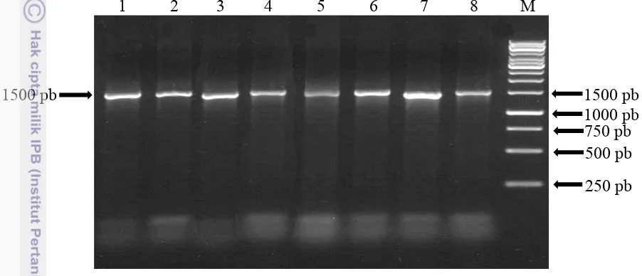 Gambar 11  Hasil amplifikasi gen 16S rRNA dari bakteri simbion asal rayap CA  